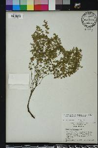 Chamaesyce pinetorum image