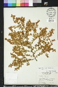 Pyracantha koidzumii image