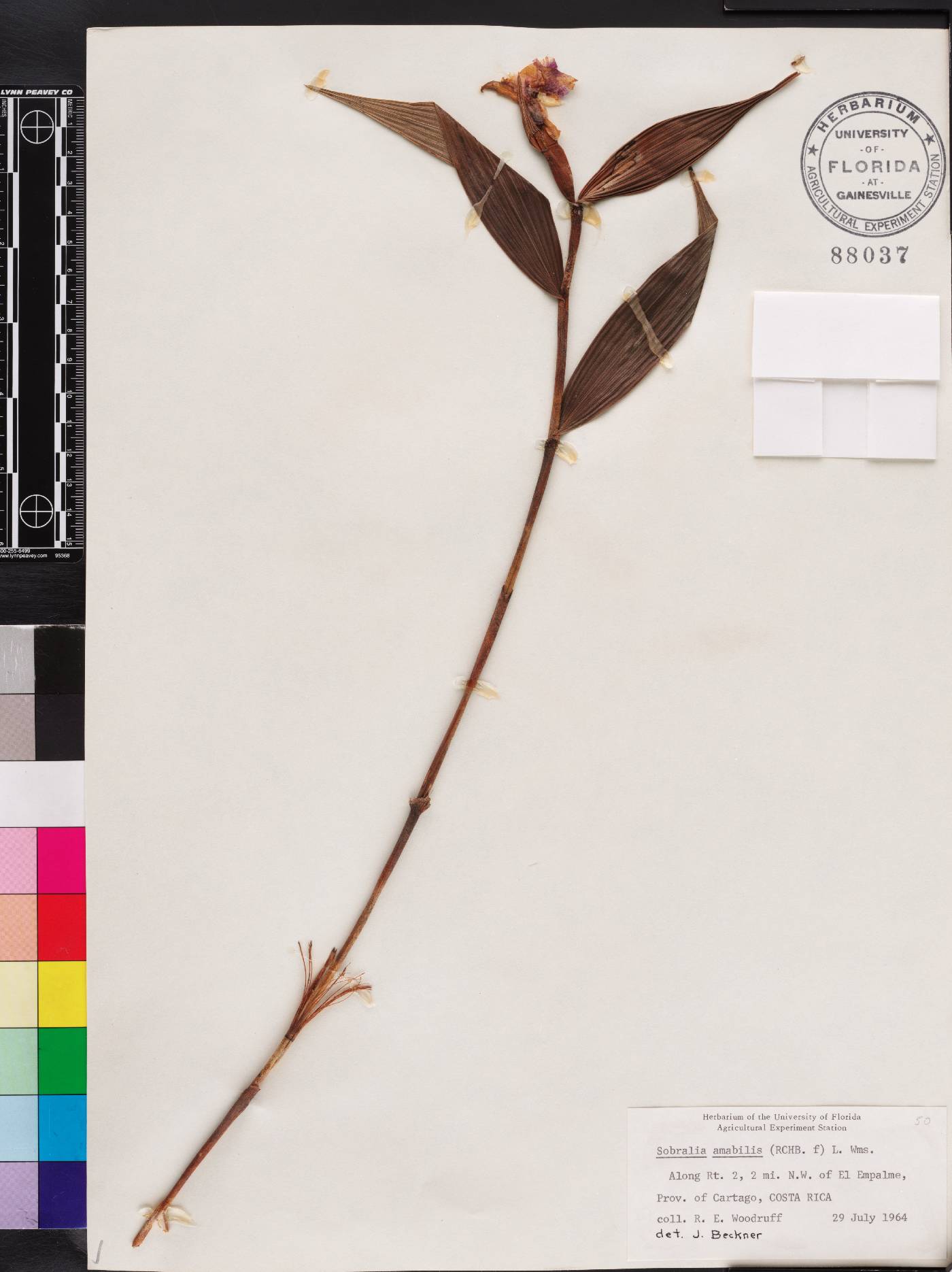 Sobralia amabilis image