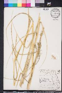 Spartina alterniflora image