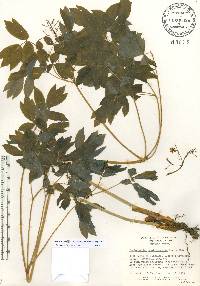 Caulophyllum thalictroides image