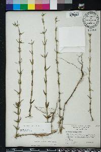 Spermacoce prostrata image