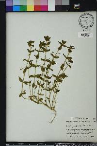 Lysimachia arvensis image