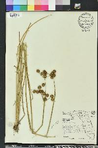 Juncus megacephalus image