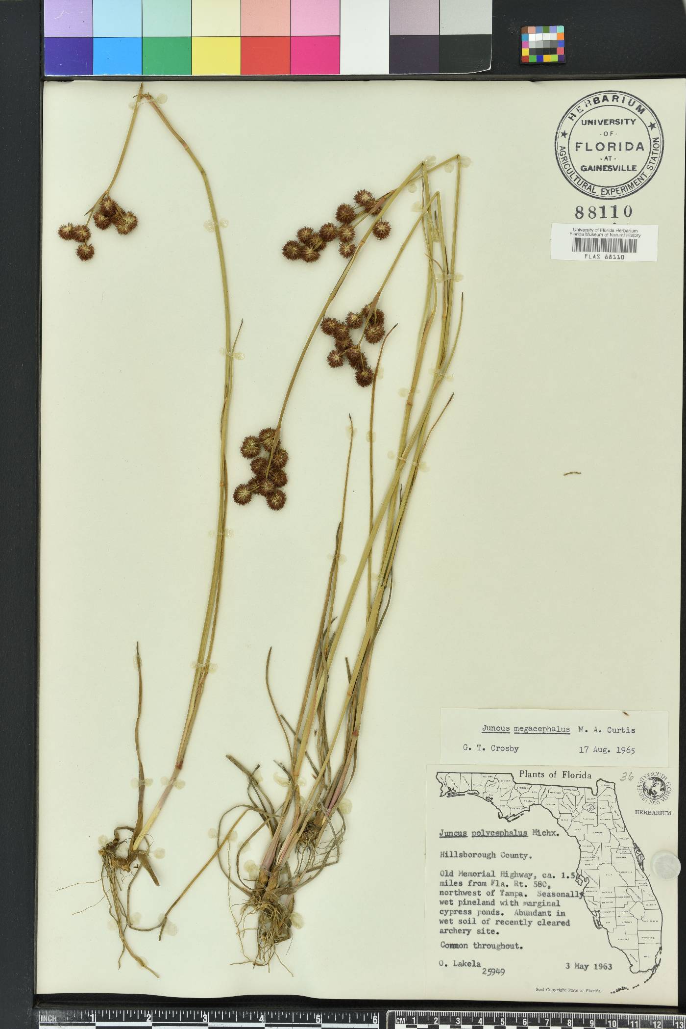 Juncus megacephalus image