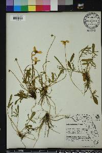 Viola septemloba image