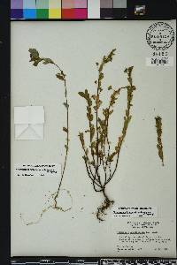 Chamaesyce hyssopifolia image