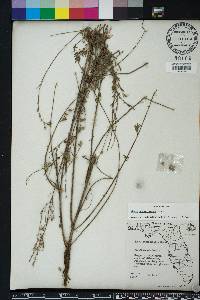 Oenothera simulans image