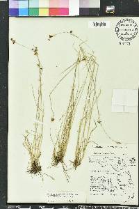 Rhynchospora globularis image