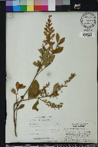 Lyonia fruticosa image
