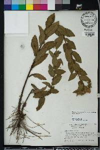 Pluchea baccharis image
