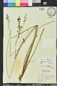 Schoenolirion albiflorum image