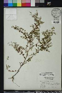 Chamaesyce hyssopifolia image