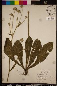Elephantopus elatus image