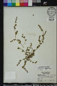 Chamaesyce blodgettii image