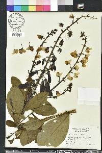 Crotalaria spectabilis image