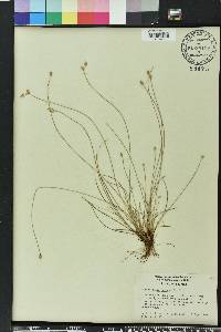 Fimbristylis schoenoides image