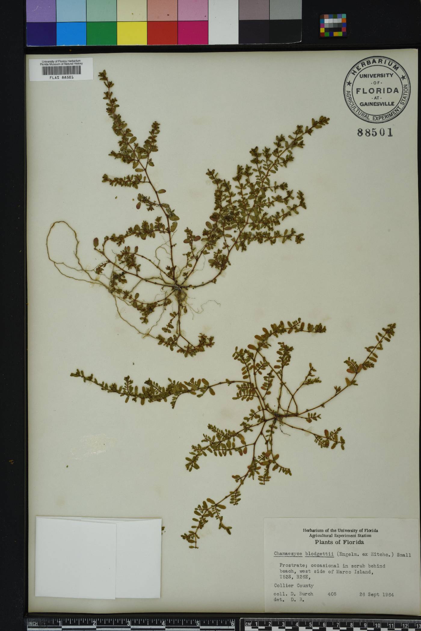 Chamaesyce blodgettii image