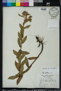 Pluchea baccharis image