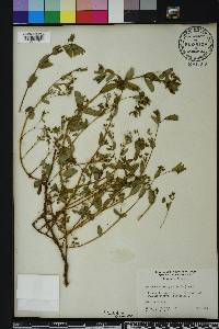 Chamaesyce hyssopifolia image