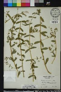 Chamaesyce hyssopifolia image