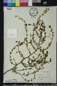 Chamaesyce hyssopifolia image