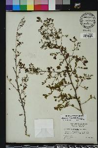 Chamaesyce hyssopifolia image