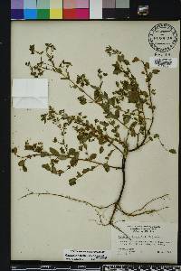 Chamaesyce hyssopifolia image