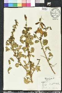 Crotalaria incana image