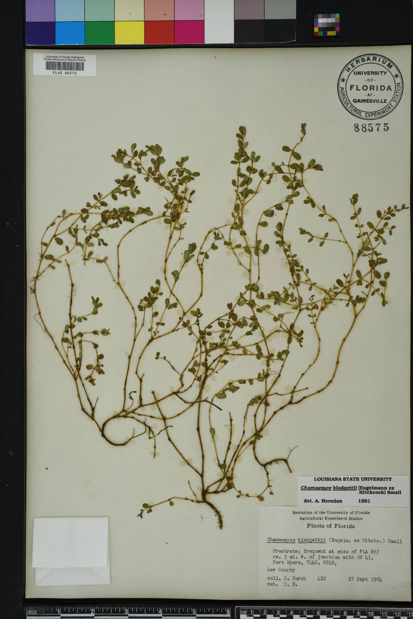 Chamaesyce blodgettii image