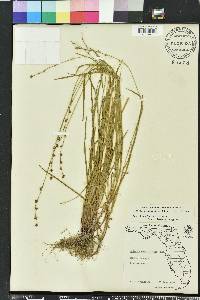 Scleria verticillata image