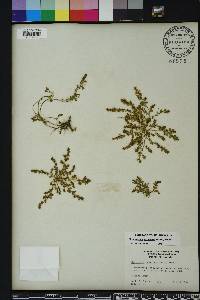 Euphorbia prostrata image