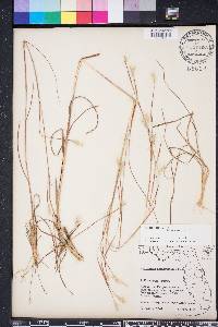 Andropogon ternarius image