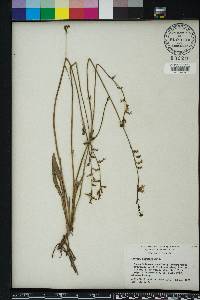 Lobelia paludosa image