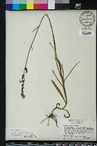 Lobelia glandulosa image