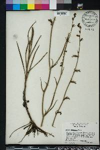 Lobelia glandulosa image