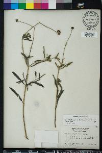 Melanthera angustifolia image