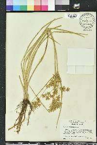 Cyperus lecontei image