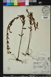 Hypericum cistifolium image