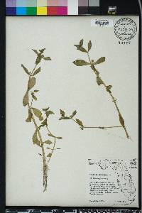 Gratiola virginiana image