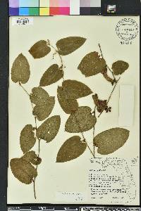 Smilax pumila image