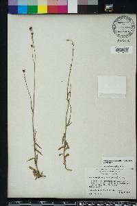 Wahlenbergia marginata image