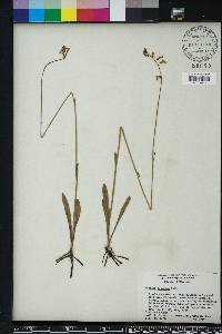 Lobelia paludosa image