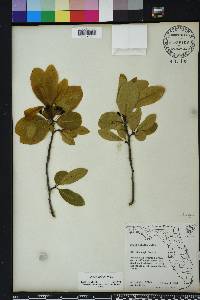 Nyssa sylvatica var. biflora image