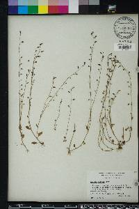 Lobelia feayana image