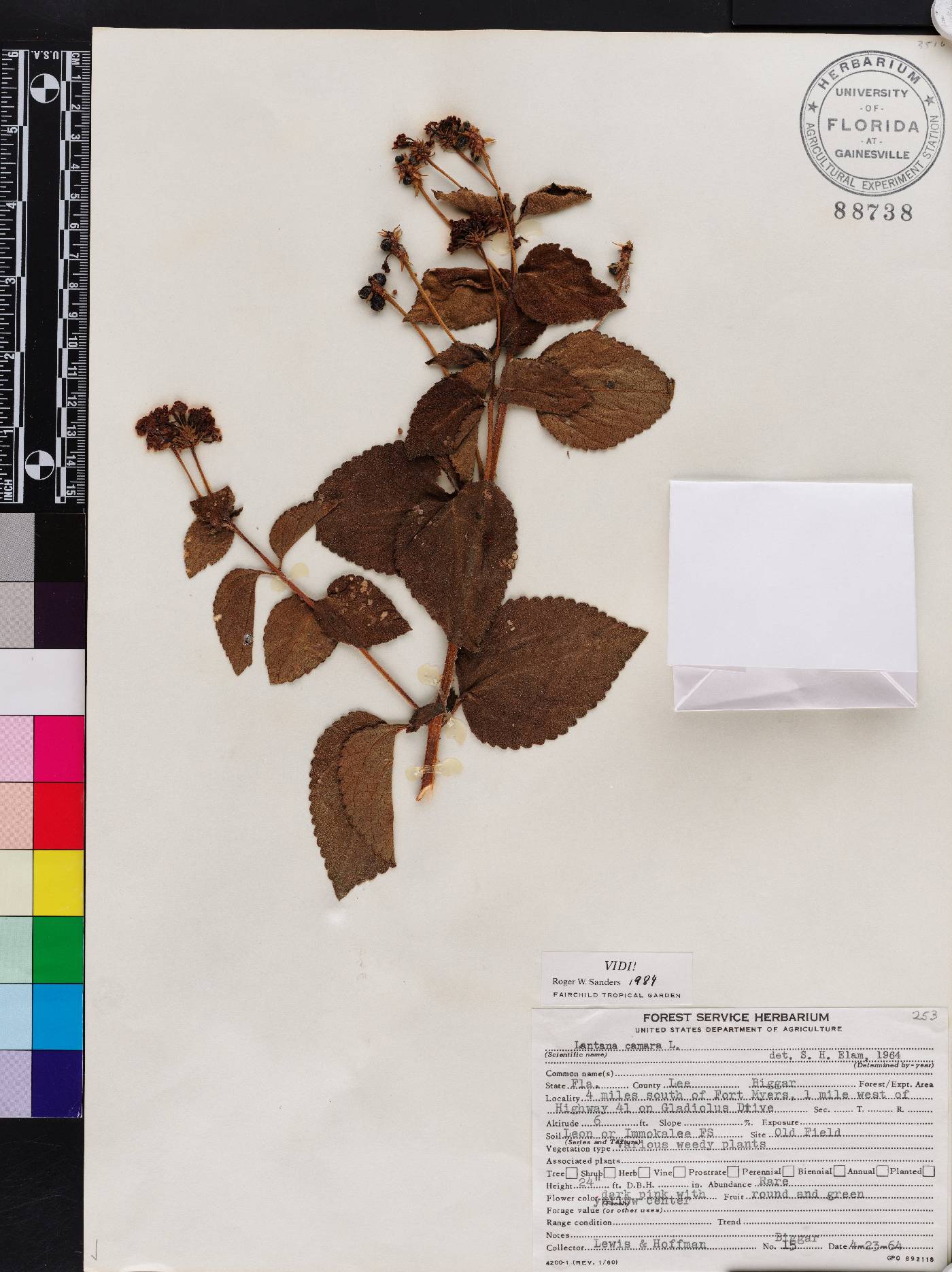 Lantana strigocamara image
