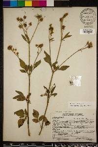 Bidens alba image