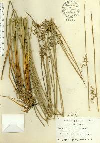 Juncus gymnocarpus image