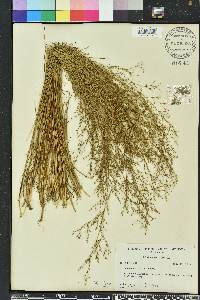 Juncus pelocarpus image