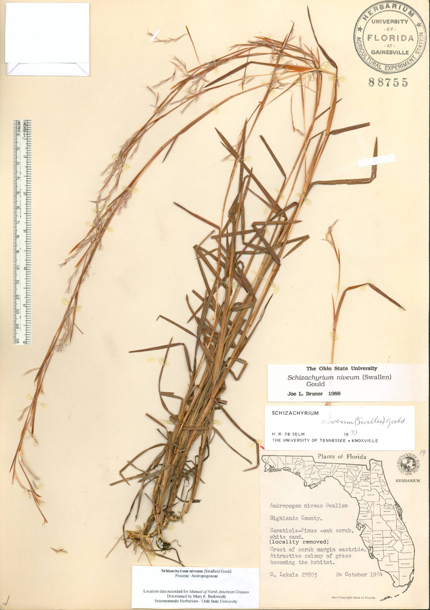 Schizachyrium niveum image